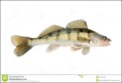Quel est ce poisson ?