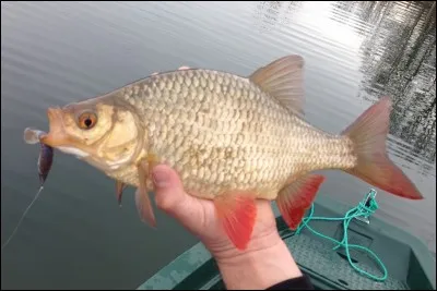 Quel est ce poisson ?
