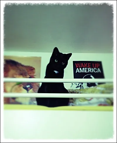 Quel animal voudrais-tu avoir ?