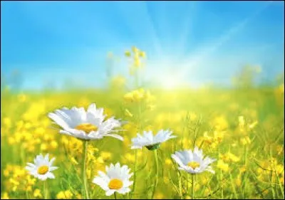 Qu'est-ce qu'une fleur de lumi&egrave;re ?