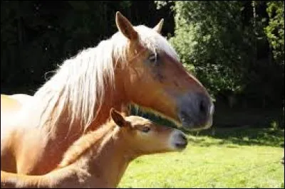 Quel est le temps de gestation pour la jument ?