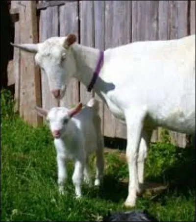 Quel est le temps de gestation pour la chèvre ?