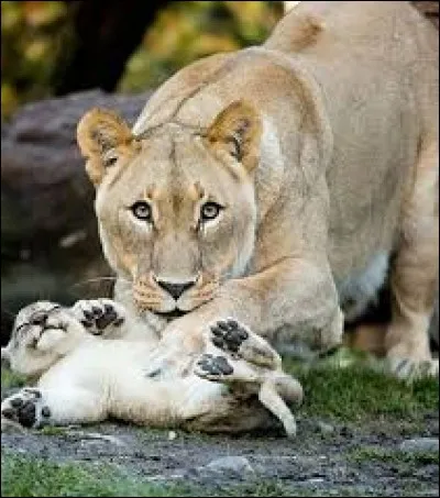 Quel est le temps de gestation pour la lionne ?