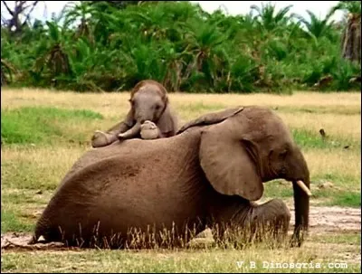 Quel est le temps de gestation pour l'éléphante ?