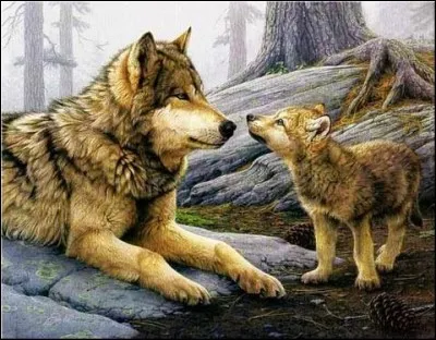 Quel est le temps de gestation pour la louve ?