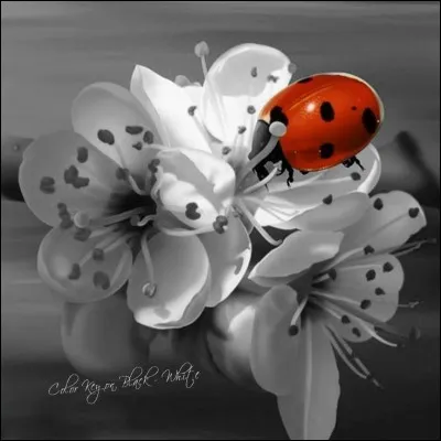 De quoi se nourrissent les coccinelles, dites "aphidiphages" ?