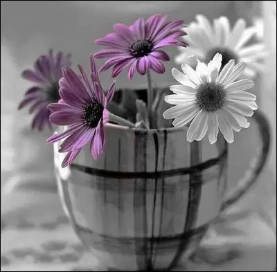 De quelle famille sont ces fleurs ?