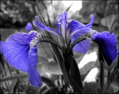 Quel est le nom de la fleur qui vous est présentée ?