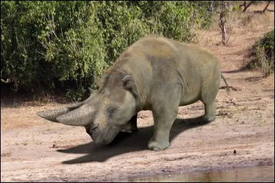 Est-ce que ce mammifère a pu exister ?