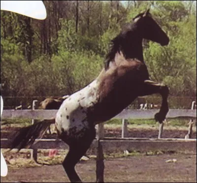 Quelle est cette robe ?