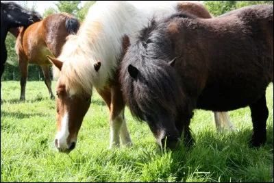 Quel est cet animal ?