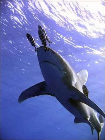 Quel est ce requin ?