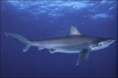 Quel est ce requin ?