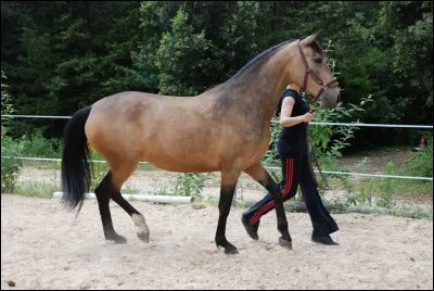 Quel est ce cheval ?