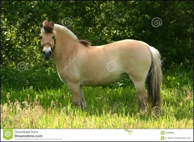 Quel est ce cheval ?