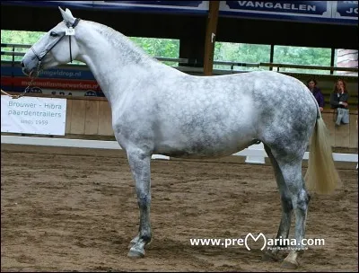 Quel est ce cheval ?