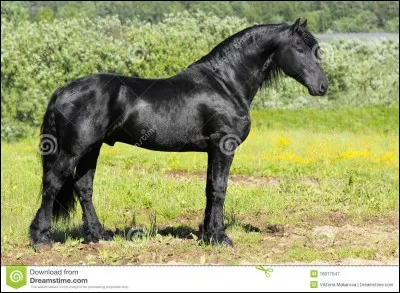 Quel est ce cheval ?