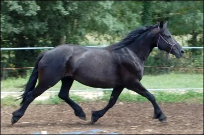 Quel est ce cheval ?