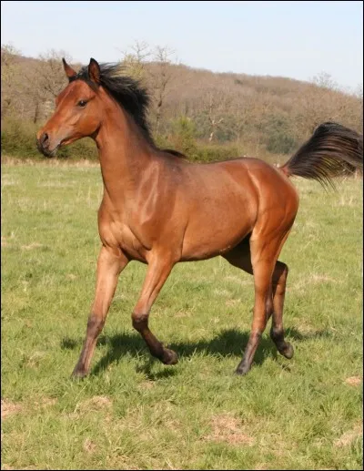 Quel est ce cheval ?