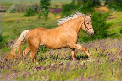 Quel est ce cheval ?
