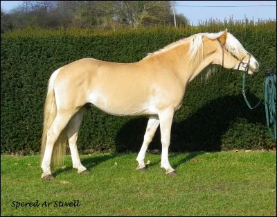 Quel est ce cheval ?