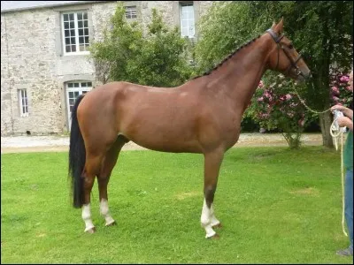 Quel est ce cheval ?