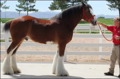 Quel est ce cheval ?
