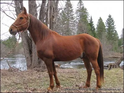 Quel est ce cheval ?