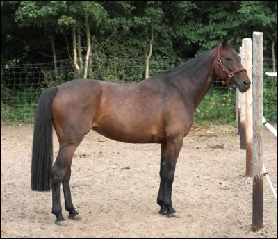 Quel est ce cheval ?