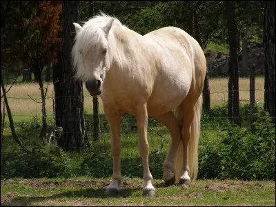 Quel est ce cheval ?