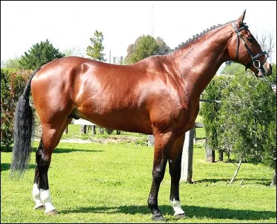 Quel est ce cheval ?
