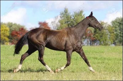 Quel est ce cheval ?