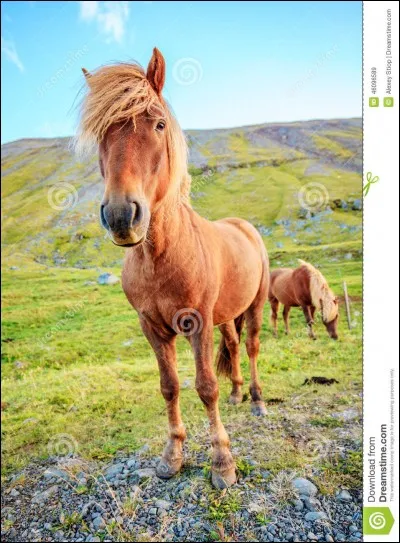 Quel est ce cheval ?