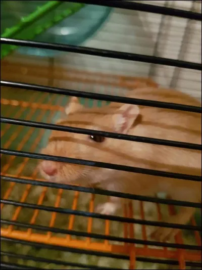 Les gerbilles aiment-elles vivre de jour ?