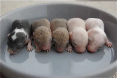 Combien de petits, au maximum, une gerbille peut-elle faire en une portée ?