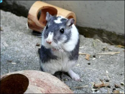 La gerbille a une espèce de fente sur le ventre. Qu'est-ce que c'est ?