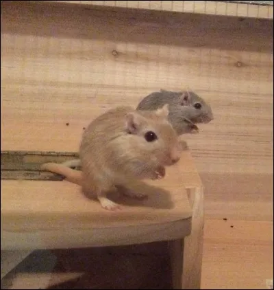 De quelle région ou de quel pays est originaire la gerbille ?