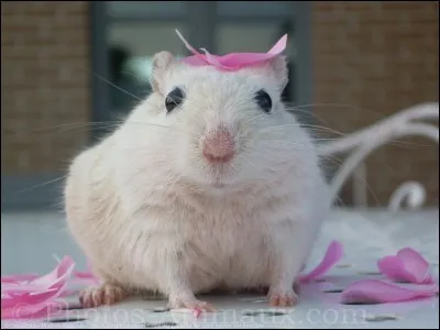 Les yeux des gerbilles sont...