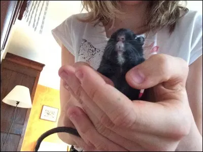 Jusqu'à quel âge peut vivre une gerbille ?