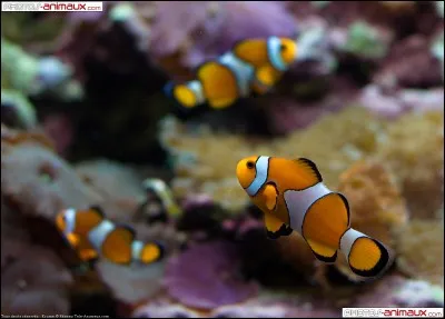 Quel est cet animal ?