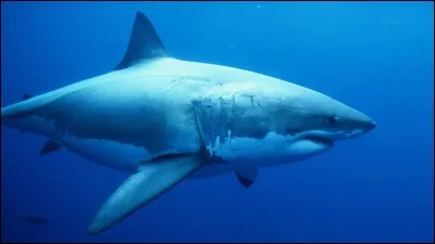 Quel est cet animal ?