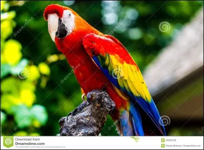 Quel est cet animal ?