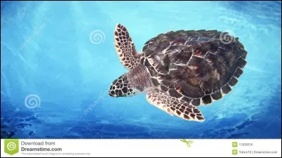 Quel est cet animal ?