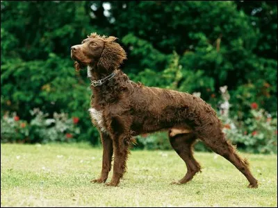 De quelle race est ce chien ?
(Attention, très dur)