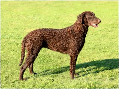 Quelle est la race de ce chien ?