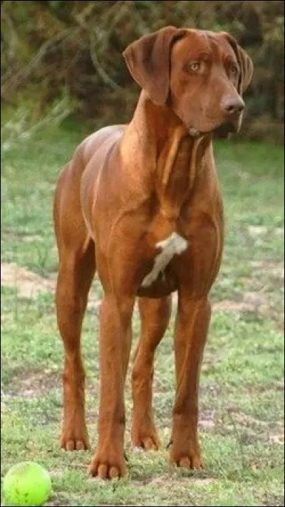 De quelle race est ce chien ?