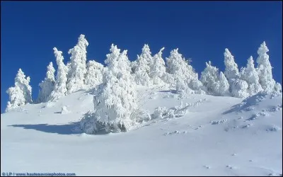 L'une de ces trois plantes fleurit dans la neige, cliquez sur la bonne !