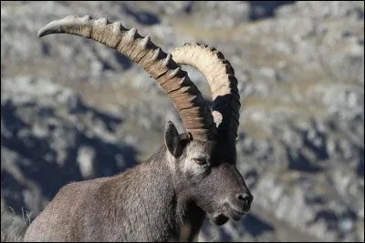Comment s'appelle la femelle du bouquetin des Alpes ?