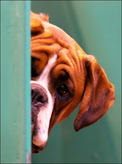 Quel animal à l'AIL devient polisson ?