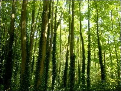 Quel fromage à l'AIL finit dans les bois ?